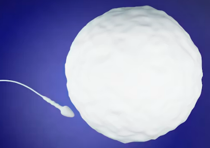 Frozen Embryo Transfer (FET)